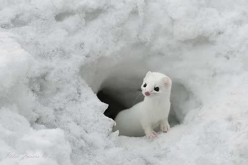 cutewintersnowweasel-54bfdb3c07d7efed526a05054cd58eaf_h.jpg