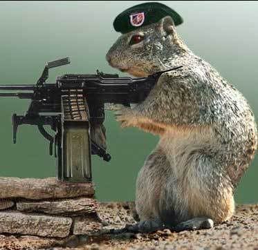 squirrel_sniper1.jpg