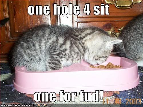 funny-pictures-kitten-foodbowl-eat.jpg