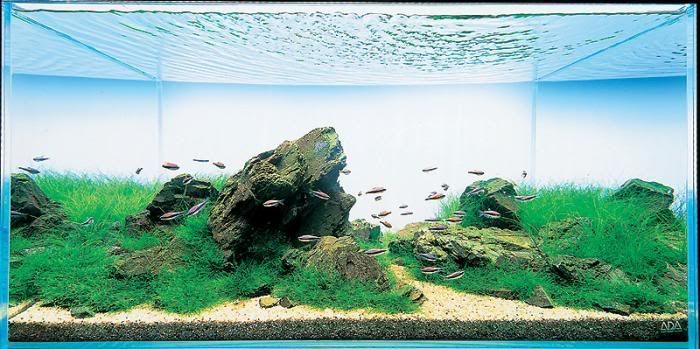 Снимки аквариумов (20 фото)