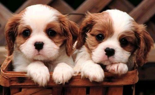  photo 30-cute-puppies-you-will-want-to-take-home-with-you-91.jpg