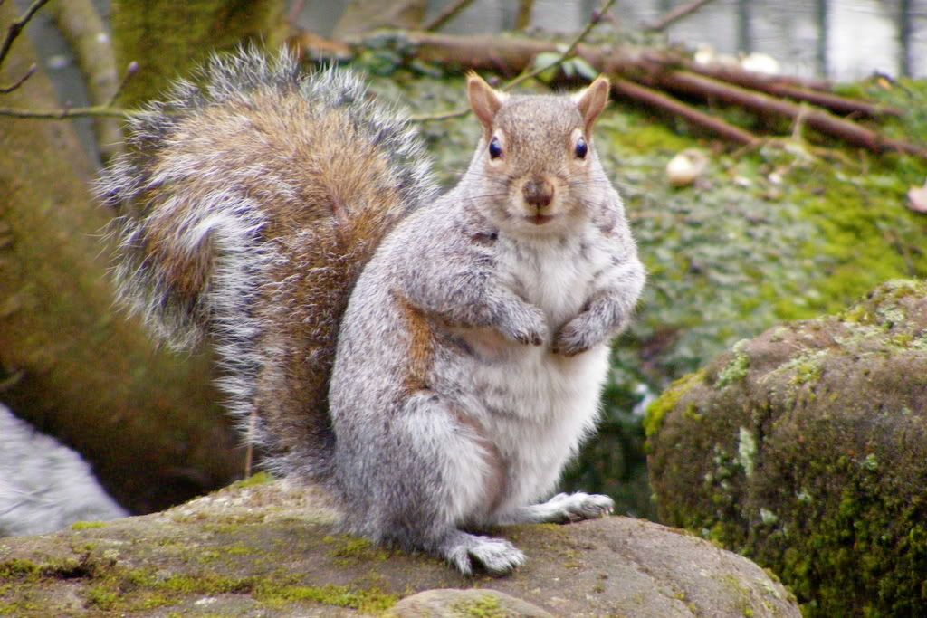 Squirrel again