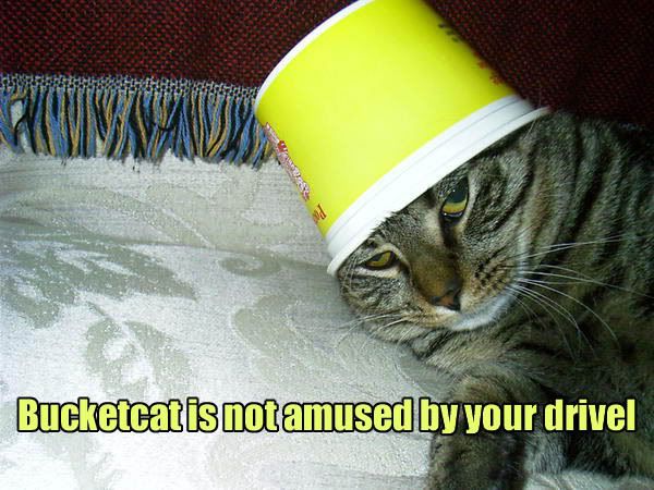 bucketcat.jpg