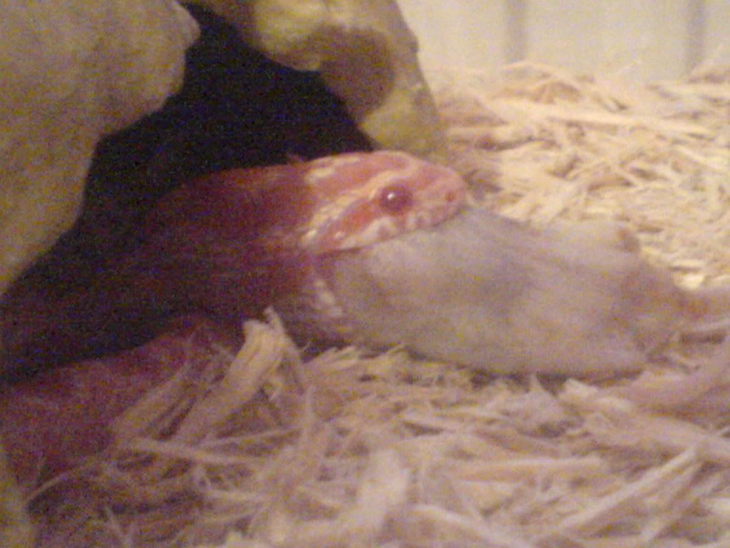 Picture001.jpg