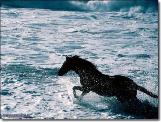 horse on beach photo: wild horse untitlednjh-1.jpg