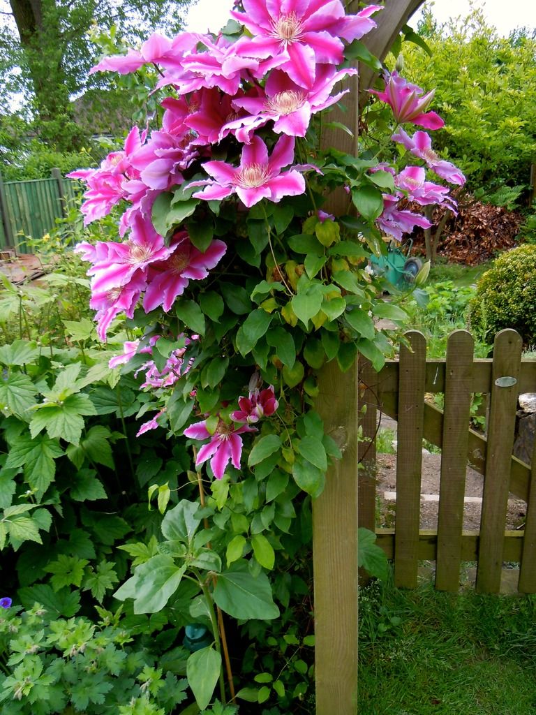 http://i232.photobucket.com/albums/ee192/thebear843/Garden/Clematis2_zpsmwc6ll06.jpg
