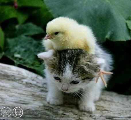 too-cute-bird-and-cat.jpg