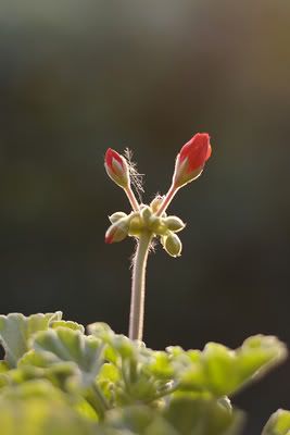 bocciolidigeranio.jpg