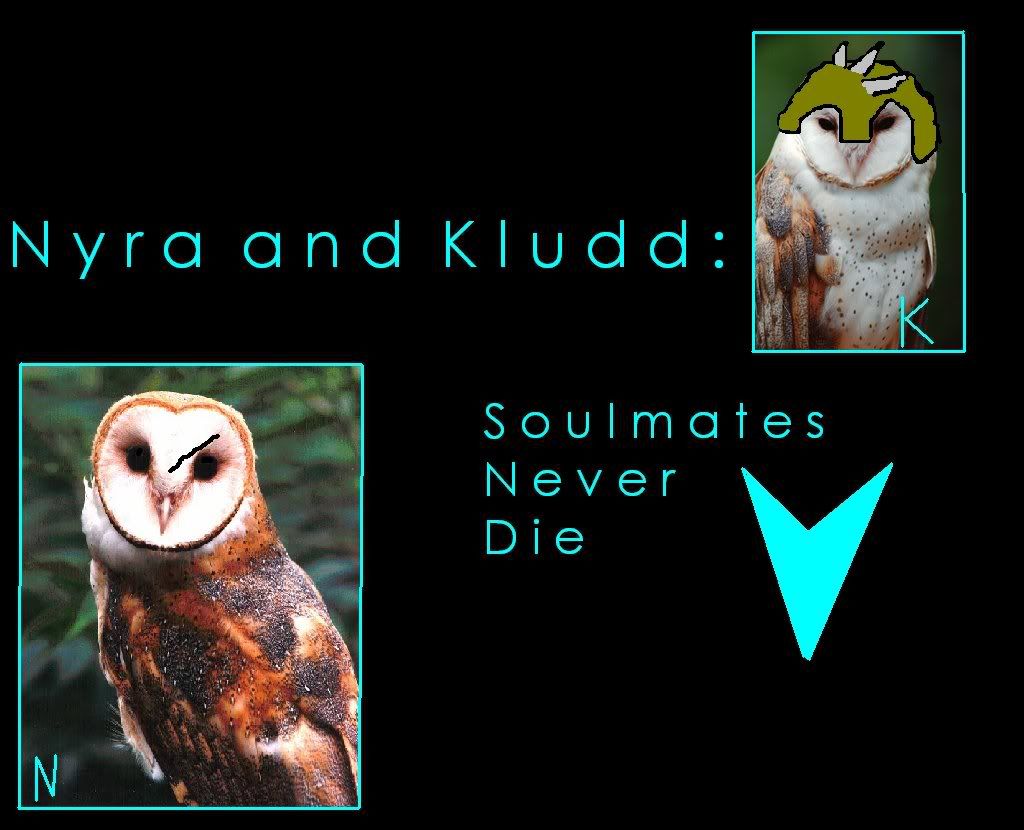 kludd owl