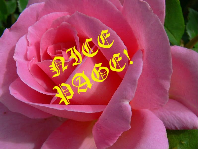 PINK ROSE - NICE PAGE
