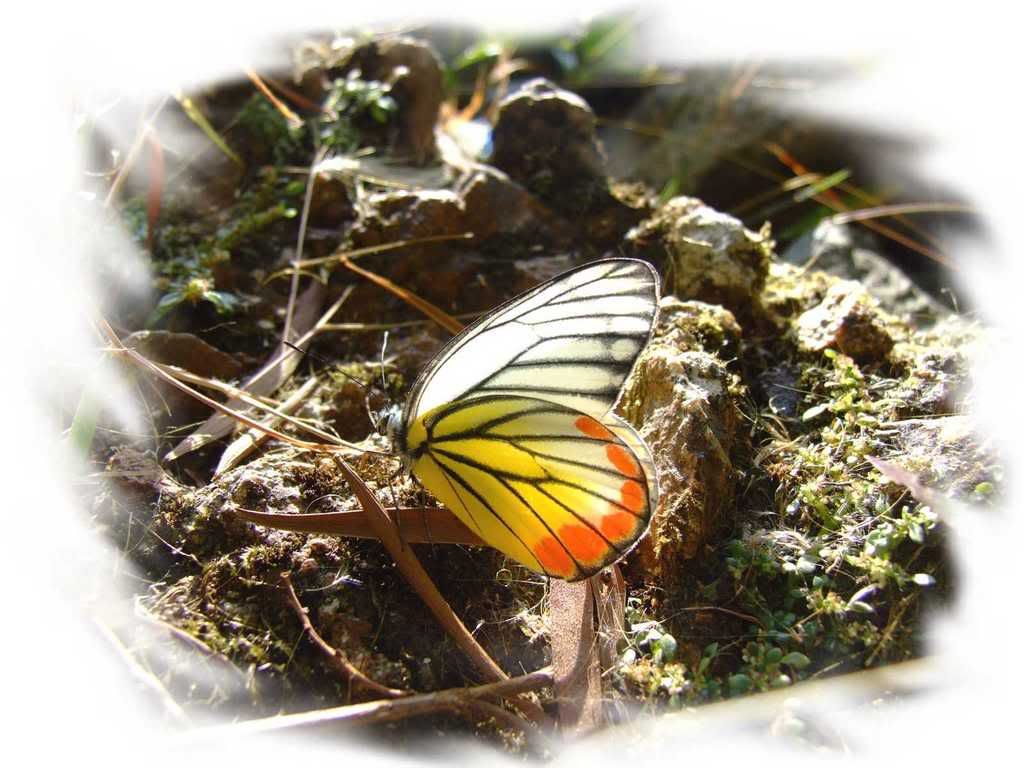 Photo Sharing and Video Hosting at Photobucket