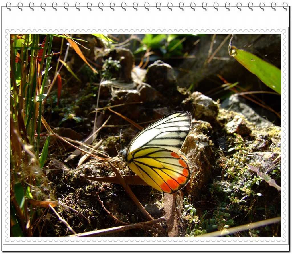 Photo Sharing and Video Hosting at Photobucket