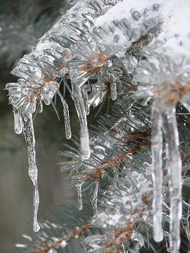 winter photo: Emma Frieh - Icecles 422357672_ef948cdc4d.jpg