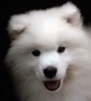 samoyed dog Pictures, Images and Photos