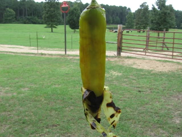 EARLYAUG052-1.jpg