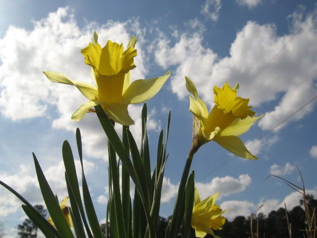 Spring09012.jpg