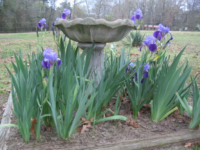 Spring09109.jpg