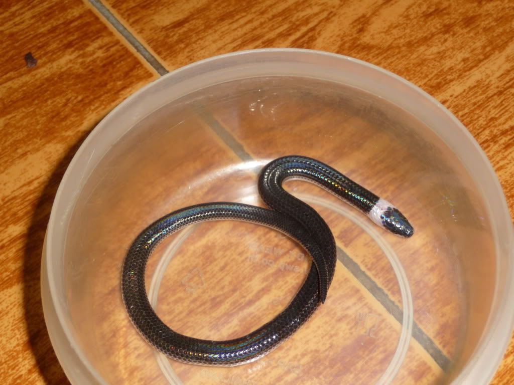 Snake002.jpg