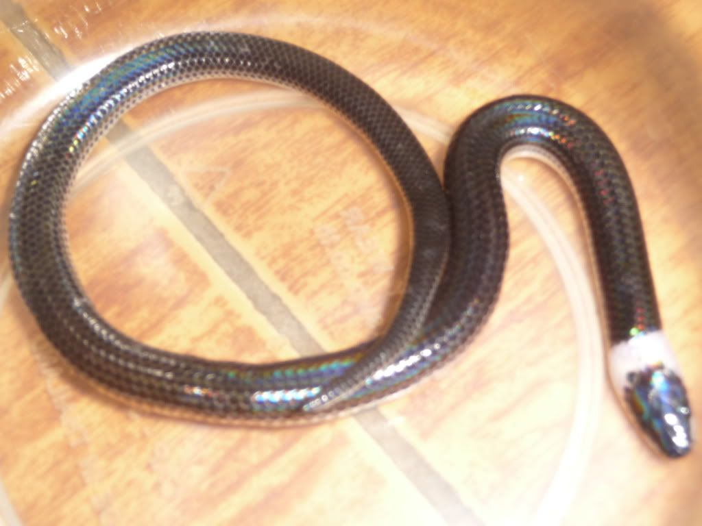 Snake003.jpg