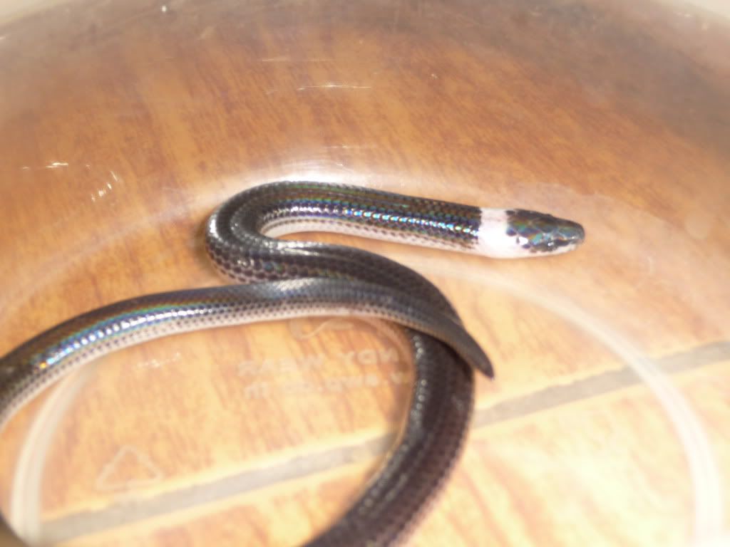 Snake004.jpg