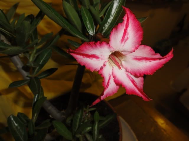 DSC02258.jpg