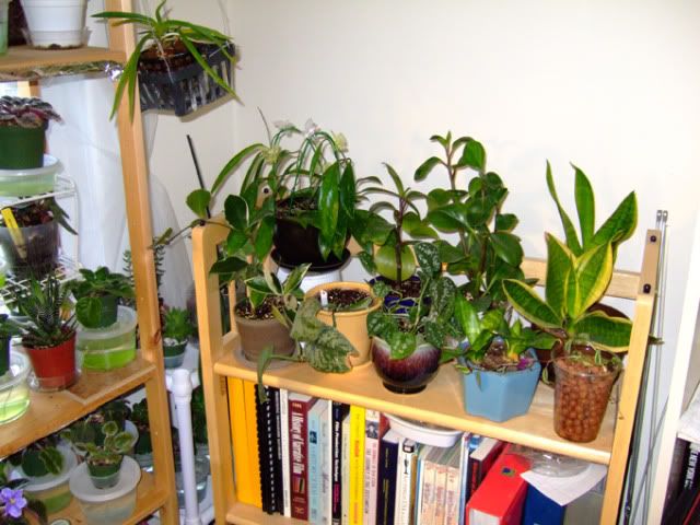 Plant shelf