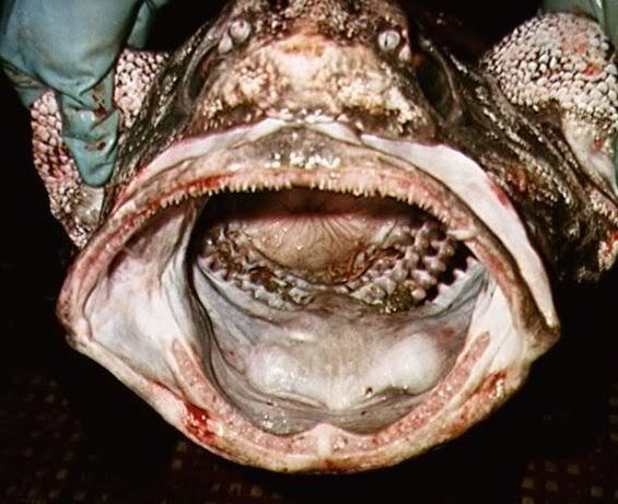 รูปภาพ ภาพสยอง 10 อันดับ ปลา ที่น่ากลัวที่สุดแห่ง ท้องทะเล