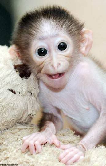 รูปภาพ ลูกลิงน้อย Conchita กับแม่ตุ๊กตาหมี น่ารักมากๆ