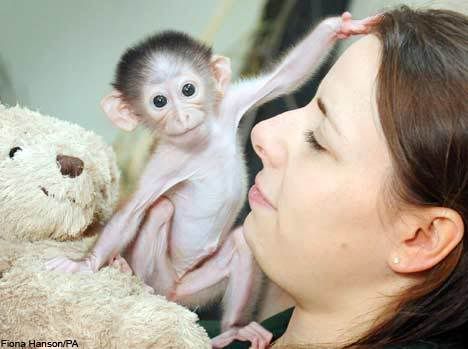 รูปภาพ ลูกลิงน้อย Conchita กับแม่ตุ๊กตาหมี น่ารักมากๆ