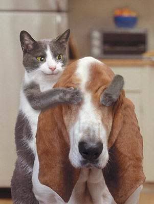 รูปภาพ น้องหมา น้องแมว ภาพตลก ขำขำ ที่คนรักสัตว์ต้องดู