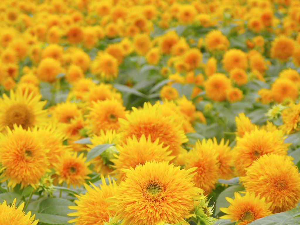 รูปภาพ ทุ่งทานตะวัน Sunflower ทานตะวันเหลืองอร่ามงามสุดสายตา