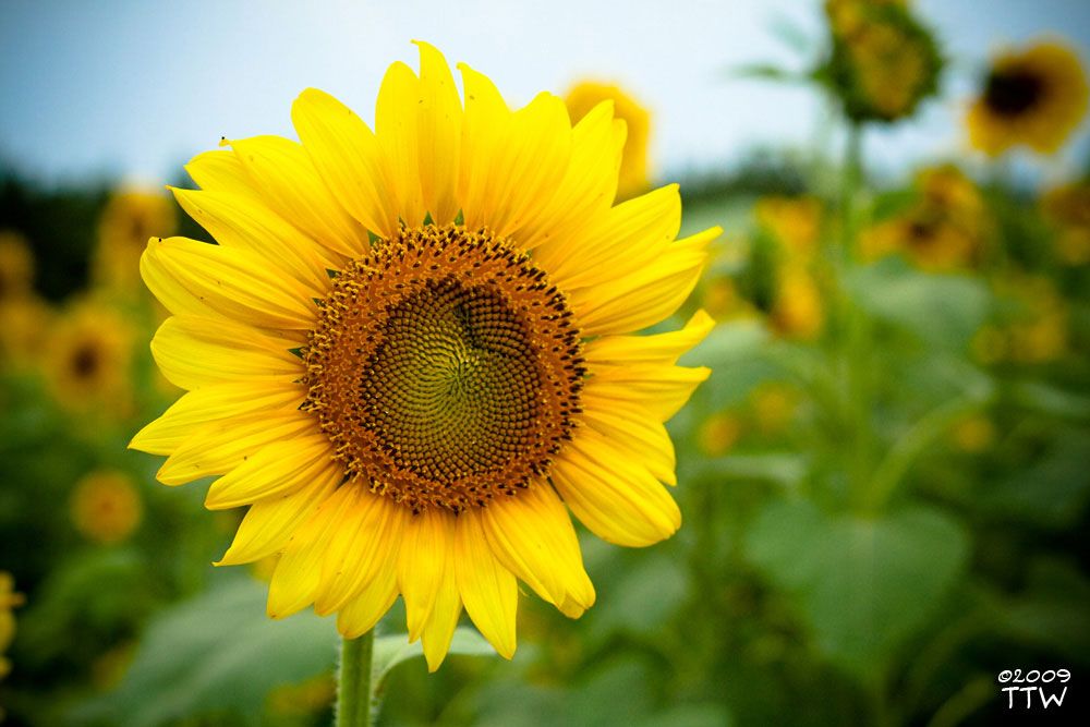 รูปภาพ ทุ่งทานตะวัน Sunflower ทานตะวันเหลืองอร่ามงามสุดสายตา