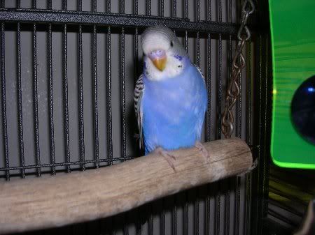 charlie5_450x337.jpg