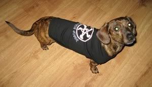 metaldogz.com