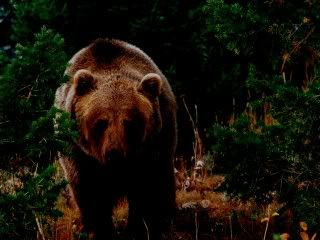 Forest_Wild_Grizzly_Bear-1600x1200a.jpg