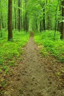 The householder path, colored human through change