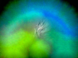 Aura, aura photo, rose rosetree, aura photograph