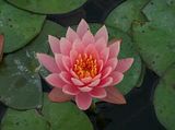 Householder Enlightenment, blooming