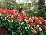 A springtime garden, not mine, but zingy