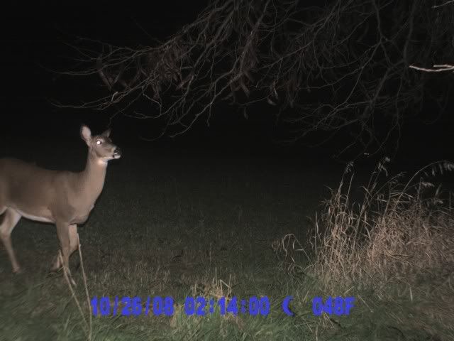 PIC_0007.jpg