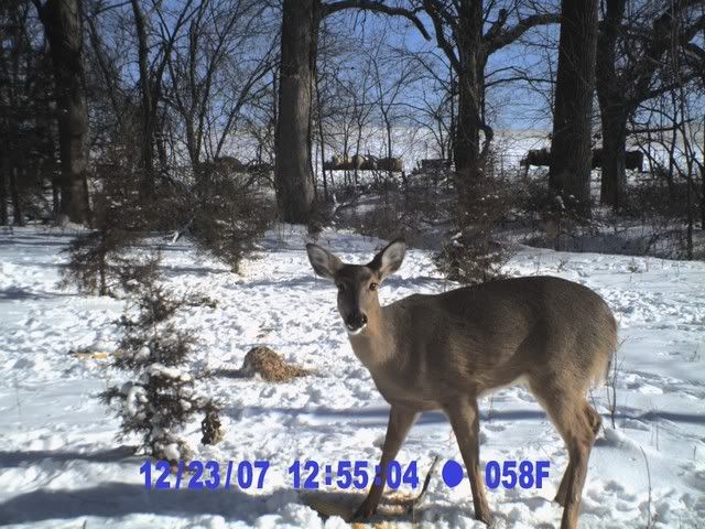 Trailcamera243.jpg