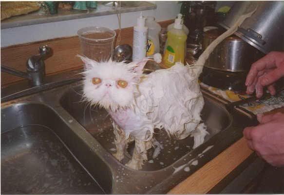 funny-picture-1093636420.jpg