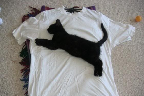 funny-picture-555033210.jpg