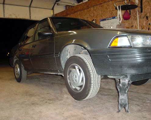 funny20pictures20supercvt7.jpg