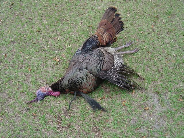 Red-2Beard032.jpg?t=1208266205