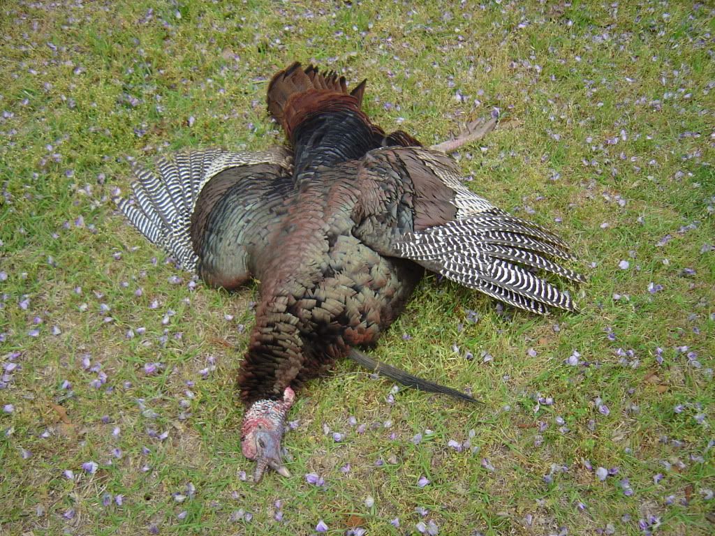 Red3Eastern2.jpg?t=1207065975