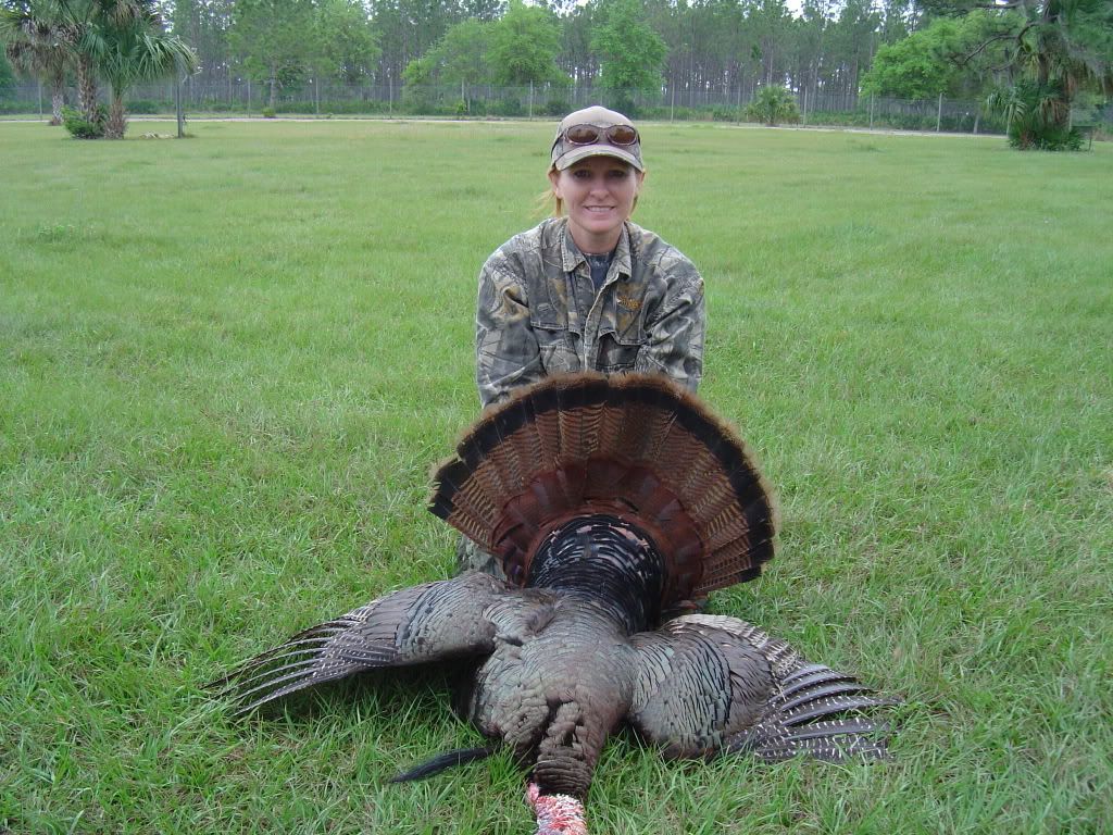 RedOsceola.jpg?t=1207065707