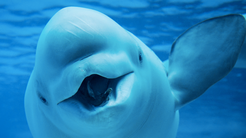 Beluga_zps869da08e.png