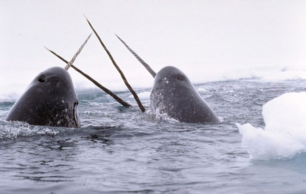 Narwhals.jpg