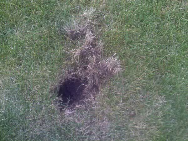 Skunk+Holes+in+Lawn Skunk Holes in Lawn http://www.hotspotoutdoors.com/forum/ubbthreads ...